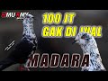 ✅MADARA🔥 100 JUTA GAK DI JUAL..!! | LAPAK TOMPRANG PONDOK KOPI