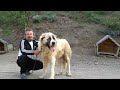 ohaa bu nasil kÖpek dev karadenİz daĞ Çoban kÖpeĞİ yok bÖyle bİr kÖpek @kangalsamsun kangal