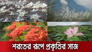 শরতের শুভ্রতায় সেজেছে প্রকৃতি, ফুলে ফুলে রঙ্গিন পাথরের শহর। Autumn