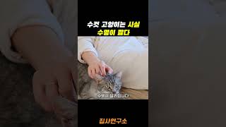 수컷 고양이의 진실 2