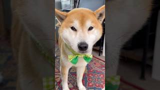 犯人(犬)だれ？ #柴犬 #shiba #shorts #dog