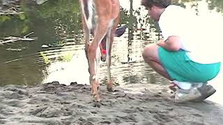 Hoppy the Deer Drinking from Pond