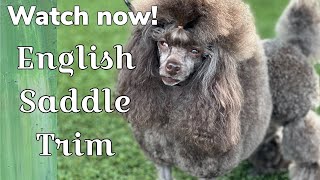 English Saddle Poodle Trim. Watch as I scissor my Poodle in a Show trim.