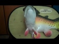 ***rocky rainbow trout*** singing fish