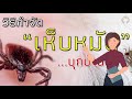 6 วิธีกำจัดเห็บ และหมัดในบ้าน ด้วยวิธีง่ายๆ