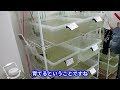 【めだか】ＰＳＢの聖地　桜めだかさんの１トン培養タンク初公開！　Ｂ型おやじ