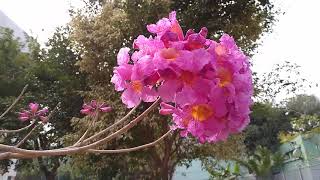 The Shape of🌺 Winter: 紅花 風鈴木 Pink Trumpet-tree 冬天的🌺 形態 (香港 Hong Kong)