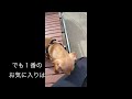 【保護犬だった僕】飼い主（家族）との出会いまで　　＃保護犬