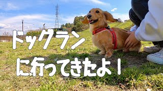 ちょっとだけ空の成長が見られた日✨【空の日常動画】#085 ミニチュアダックスフンド