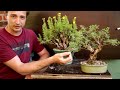 5 underappreciated species for bonsai