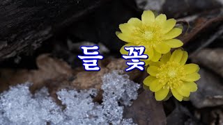 들꽃 /정서주 오유진 안성훈 /미스트롯3