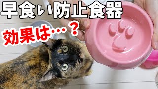 早食いしてしまう猫に新しい食器を使ってみた結果…！