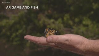 Monarch butterfly population up in Arkansas