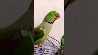 Ay mithu🥰🦜#talkingparrot #mithu #funny