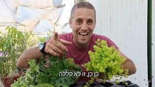 יהודי נודד למרפסות וגינות מוצלות - איך יוצרים שילוב רב שנתי לצל שיהיה קל לתחזוקה וסופר צבעוני