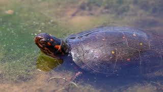 DoD PARC Species Profile Video Series: Episode 3-Spotted Turtle