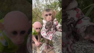 Two monkey lovely #adorable #trending #funny #cute #naughty #animals #baby #smart #asmr #monkey