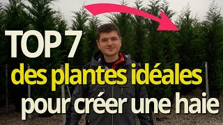 TOP 7 Des plantes parfaites pour créer une haie brise-vue