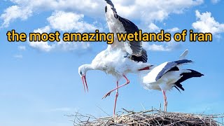 The most beautiful wetlands in iran:Do you want to know where these wetland birds came from?