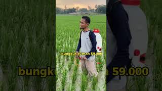 Testimoni Padi Pupuk Naturagen untuk padi agar cepat pertumbuhan 0895428432199