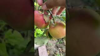 Growing honey crisp apples in my backyard