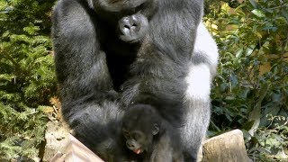 ゴリラのキンタロウ、パパの触り方💗[Kyoto City Zoo] Gorilla. . . How Dad Touches Kintaro