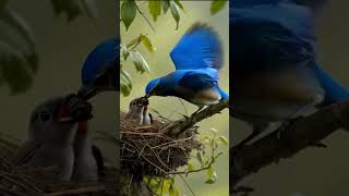 The Most Adorable Bird Family you 'll See Today!🐦❤️