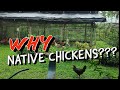 Native Chicken Farming in the Philippines | Why Native Chickens for Organic Farming??? 🐔