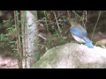 オオルリ（若）Ⅱー神戸市立森林植物園ー2010 10 10