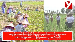 မထွန်မယက် စိုက်ပျိုးခြင်းနည်းပညာ တောင်သူများအား သင်တန်းပေးကာ ဖြန့်ဝေသွားမည်