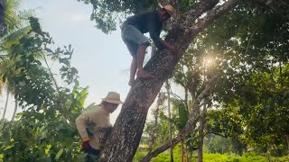 Picking Java Plum from a tree, eating Java plum  with salt and pepper