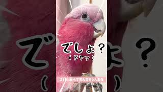 天才インコ #shorts