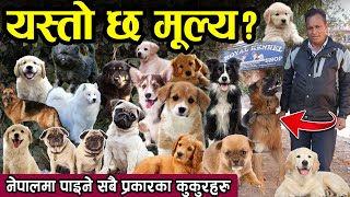 All Kind Of Dog Price In Nepal || नेपालमा पाइने कुकुरहरुबारे सम्पूर्ण जानकारी || Royal Kennel ||