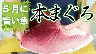 【 5月 に おすすめの魚 】 初夏 の 生本まぐろ の 美味しい 食べ方 【 旬のおすすめ魚 ・ せり人ムタロー 】