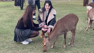 夕暮れの奈良公園🫎外国人観光客で賑わう