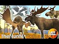 Revontuli Coast Would be the PERFECT Great One MOOSE MAP!!! - Call of the Wild