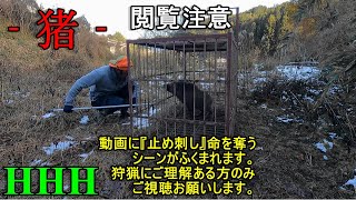 #91【イノシシの止め刺し】閲覧注意　狩猟　箱罠　罠　マタギ　叉鬼　猪　鹿　ハンター　トリプルエッチ　破天荒　大分県　大分県日田市　日田市　軍手さん　ピクシスバン　ヒッチキャリア　ヒッチメンバー