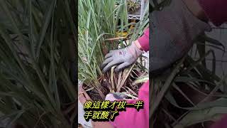 檸檬香茅長滿盆 採到手酸