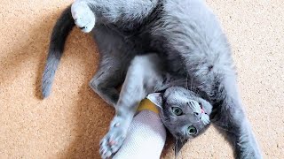 【猫動画】嫁の左足にケンカを売るロシアンブルー【russianbule】Russian Blue who sells fights on his wife's left leg