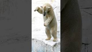 立ち上がるホウちゃん🐻‍❄️【天王寺動物園】 #シロクマ #ホッキョクグマ #polarbear #しろくま