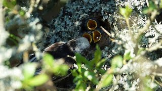 Mlynařík dlouhoocasý (Aegithalos caudatus) - krmení mláďat na hnízdě