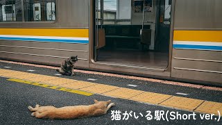 猫がいる駅(Short ver.)