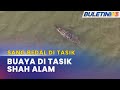 SANG BEDAL DI TASIK | Kemunculan Buaya Kemungkinan Dari Saliran Sungai - Perhilitan