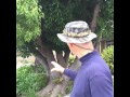 Camphor Trees with Gary Walker, The Tree Whisperer