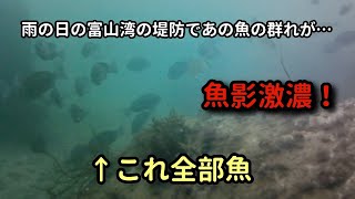 【富山湾】漁港でカメラを海の中に落としてみたらあの魚の魚影が余りにも濃すぎた！【2022/12/04】