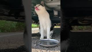 車の下で美味しそうに水を飲む野良猫がカワイイ #Shorts “Cute wild cat drinking water deliciously”