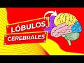 🧠 LÓBULOS CEREBRALES Y SU IMPORTANCIA EN LA FUNCIÓN CEREBRAL | NEUROCIENCIA