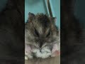 그루밍 cute kkaburi hamster ハムスター 햄스터 햄스타그램 일상 까부리 순둥이 かわいい