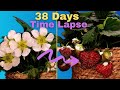 Strawberry FLOWER to FRUIT Time Lapse in 20s #shorts