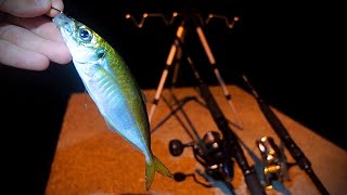 ※この釣り危険です。夜の漁港で泳がせたら、次々に襲われる羽目に…